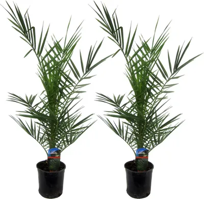 Zdjęcie produktu dla Trendyplants - 2x Phoenix Canariensis - palma daktylowa - mrozoodporna - roślina ogrodowa - wysokość 70-90 cm - rozmiar doniczki Ø15cm