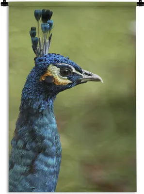 Produktbild von MuchoWow® Wandteppich Wandbehang Pfau - Porträt - Blau 60x90 cm Tapisserie Dekoration Wandtuch - Foto-Teppich - Abwaschbar