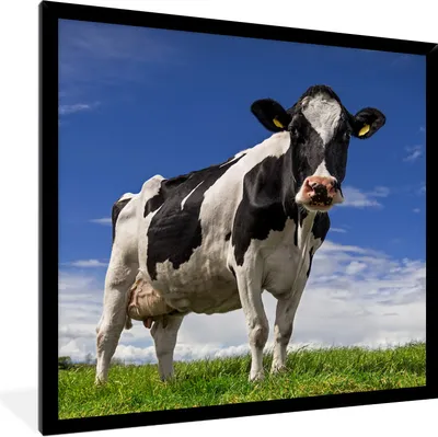 Produktbild von MuchoWow® Gerahmtes Poster Kuh - Gras - Blau - Tiere 40x40 cm - Poster mit Schwarzem Bilderrahmen Wandposter Rahmen Foto Bilder - Mit Rahmen - Wanddekoration Schlafzimmer