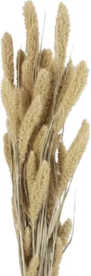 Produktbild von Trockenblumen Deko Borstenhirse für elegante Blumenarrangements