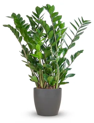 Zdjęcie produktu dla Zamioculcas Zamiifolia z Viber grey - 70-80cm - Ø21cm - Roślina doniczkowa - Zimozielony