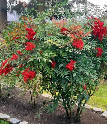 Produktbild von BALDUR Garten 1x Himmelsbambus Nandina domestica, Pflanze im 2-Liter Containertopf, Beerenschmuck im Winter, immergrüner Blickfang im Kübel & Beet, purpurrote Herbstfärbung, winterhart & pflegeleicht