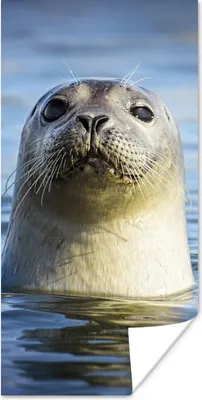 Produktbild von MuchoWow® Poster Siegel - Porträt - Wasser 20x40 cm - Plakat - Foto