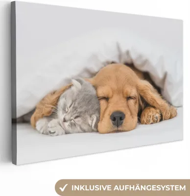 Produktbild von MuchoWow® - Leinwandbilder - Haustiere - Hund - Katze - Decke, Wandbild, Wanddeko Bilder Wohnzimmer, 90x60 cm