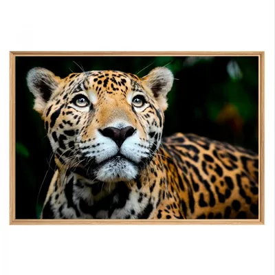Image de Tableau mural mat encadré leopard 65x97 cm, Tableau mural moderne pour décoration intérieure