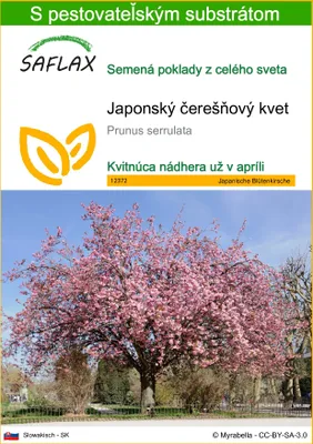 Produktbild von SAFLAX - Japonský čerešňový kvet - Prunus serrulata - 30 Semená - S pestovateľským substrátom bez klíčkov