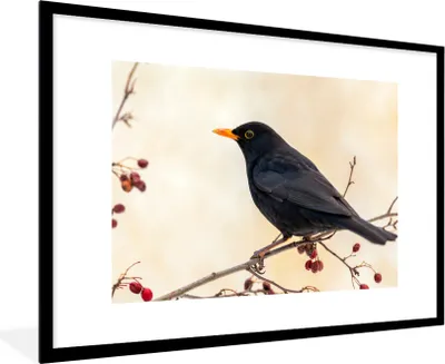Produktbild von MuchoWow® Gerahmtes Poster Amsel - Vogel - Zweige - Beere - Rot 90x60 cm - Poster mit Schwarzem Bilderrahmen Wandposter Rahmen Foto Bilder - Wanddekoration - Fotos