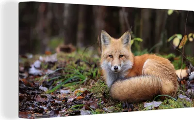 Produktbild von MuchoWow® - Leinwandbilder - Fuchs - Wald - Tier, Wandbild, Wanddeko Bilder Wohnzimmer, 40x20 cm