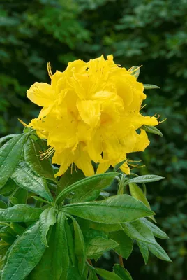 Produktbild von Rhododendron luteum 'Goldstück', gelb, 40–50 cm