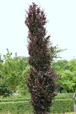 Produktbild von Fagus sylvatica 'Rohanii', Rotbuche, rotbraune Blätter, 80–100 cm