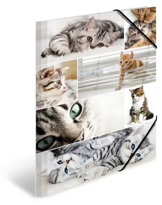 Image de Pochette de rangement A3 en carton « Chats » - Lot de 3