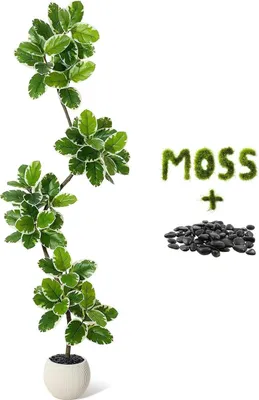Obrázok produktu pre Umelo vyrobený figovník (Ficus lyrata) v kvetináči, výška 180 cm – realistické veľké listy – dekoratívna izbová rastlina – pôdna rastlina vhodná do obytných priestorov a kancelárií – svetlosivý kvetináč – zelená