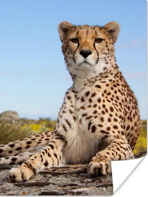 Produktbild von MuchoWow® Poster Leopard - Tiere - Natur 120x160 cm - Wandbilder