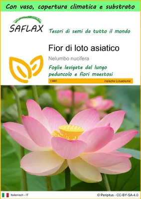 Immagine prodotto di SAFLAX Garden to go - Fior di loto asiatico - 8 semi - Nelumbo