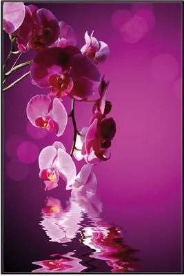 Produktbild von Wallario Wandbild Rosafarbene Orchidee  Blüten in pink, Größe: 61 x 91,50 cm, Poster mit schwarzem Aluminiumrahmen