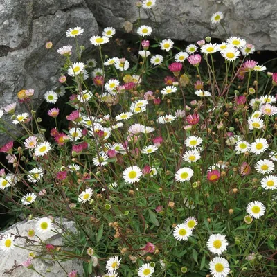 Produktbild von 6 Pflanzen Berufkraut, Erigeron karvinskianus, P9 Topf
