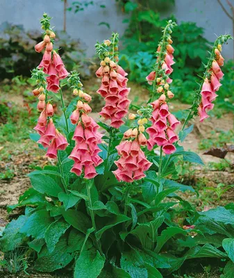 Produktbild von Digitalis x mertonensis, Fingerhut, rosa Blüten, ca. 11x11 cm Topf