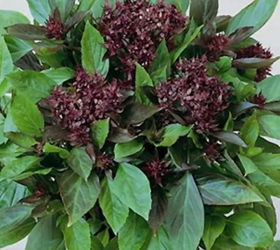 Produktbild von Bazalka Pravá thajská bazalka Siam Queen