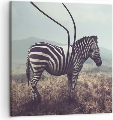 Produktbild von Bild auf Leinwand - Leinwandbild - Zebra Tier Wiese - 50x50cm - Wand Bild - Wanddeko - Wandbilder - Leinwanddruck - Bilder - Kunstdruck - Wanddekoration - Leinwand bilder - Wandkunst - AC50x50-3959