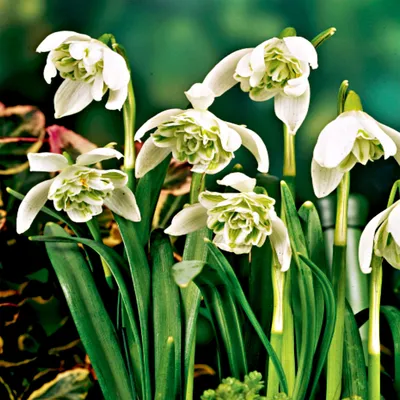 Produktbild von Galanthus Blumenzwiebeln Zwiebeln Blumen Schneeglöckchen Plenus 3 St.