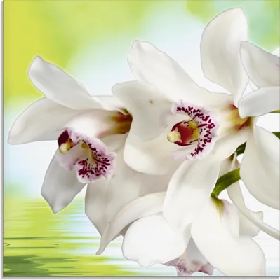 Produktbild von ARTland Glasbild Weiße Orchidee Größe: 20x20 cm