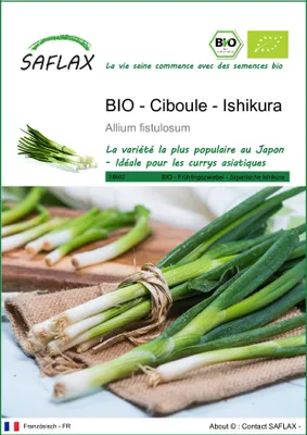 Image de SAFLAX  -- Ciboule - Ishikura - 150 graines - Allium