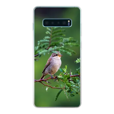 Produktbild von MuchoWow® Handyhülle Schutzhülle Hülle für Samsung Galaxy S10 Lite Vogel - Baum - Wald Silikon Softcase Handy Hülle - Schutz