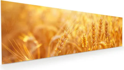 Produktbild von Glasbild 120x40cm in XXL für Wohnzimmer, Schlafzimmer Motiv Weizenfeld Sonnenuntergang