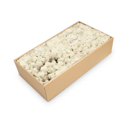Produktbild von NaDeco Islandmoos Natur 500 g, konserviertes Rentiermoos für Mooswand, Naturbelassen, Bleibt weich und formbar, Für Mooswand und Gestecke