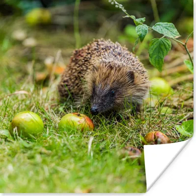 Produktbild von MuchoWow® Poster Igel - Apfel - Wald 75x75 cm - Wand Dekoration