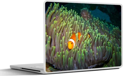 Produktbild von MuchoWow® Laptop Aufkleber Sticker Cover Fisch - Anemone - Grün 32.5x23.5 cm - Sticker für Laptop - Selbstklebend