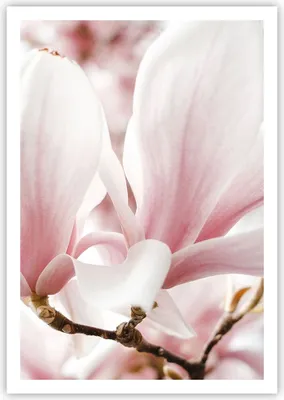 Produktbild von Poster - Poster ohne Rahmen - Zweig Magnolie Blume - 70x100 cm - Wand Bild - Wanddeko - Wandbilder - Kunstposter - Wandposter - Bilder - Kunstdruck - Wanddekoration - Wandbild - P2XPA70x100-4538