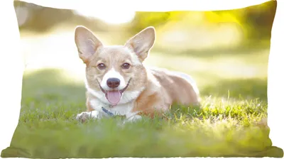 Produktbild von MuchoWow® Zierkissen Sofakissen Wohnzimmer Dekokissen 60x40 cm Welsh Corgi Welpe - Kopfkissen - Polster mit Foto