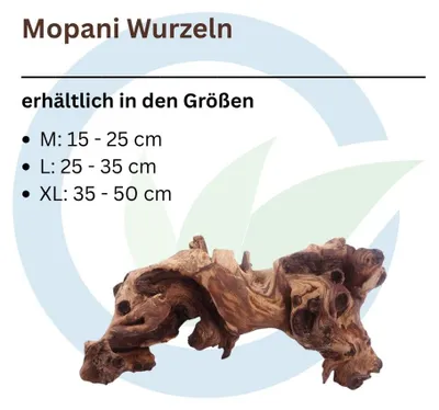 Zdjęcie produktu dla Korzeń mopani XL 35–50 cm