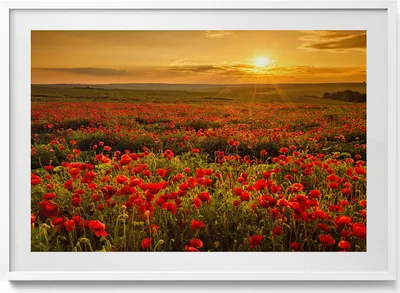 Produktbild von Wiesenlandschaft mit Mohnblumen– Wandbild mit Rahmen – Gerahmtes Bild  – Wanddekoration – 100x70 cm –  Weiß Rahmen