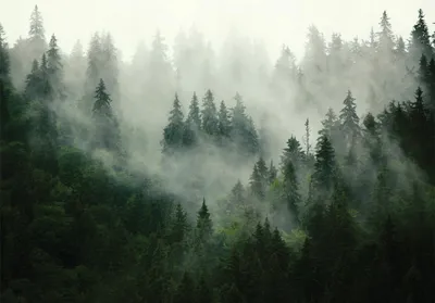 Produktbild von Fototapete Wald Nebel grün Natur Bäume 400x280 cm - inkl. Kleister - für Wohnzimmer Schlafzimmer Flur Modern Vlies Tapete Vliestapete Wandtapete Motivtapeten UV-Beständig