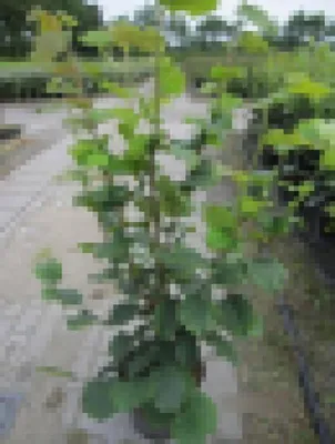 Produktbild von Haselnuss Wunder von Bollweiler - Corylus avellana - 80-100cm