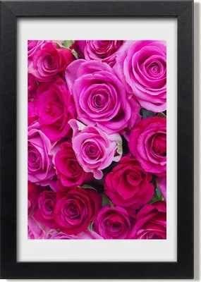 Produktbild von Bild 20x30 MDF-Rahmen, Wandkunst Rosa Rosen