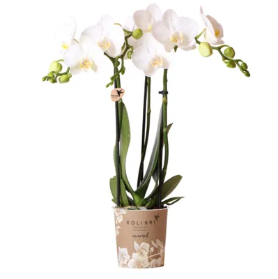 Obrázek produktu pro Kolibri Orchids – bílá orchidej Phalaenopsis Amabilis, velikost květináče 9 cm, kvetoucí pokojová rostlina přímo od pěstitele