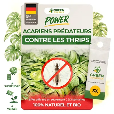 Image de Acariens prédateurs biologiques pour une lutte efficace contre les thrips