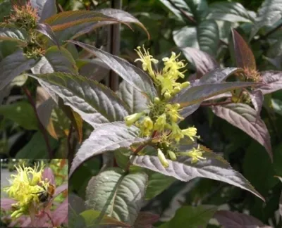 Produktbild von Diervilla lonicera - Buschgeißblatt - Kanadisches Geißblatt 40-60cm