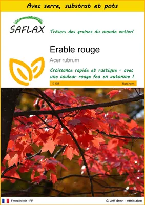 Image de SAFLAX Ensemble de culture - Erable rouge - 20 graines - Acer