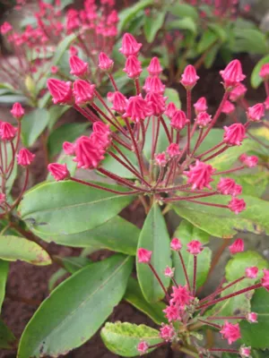 Produktbild von Lorbeerrose - Berglorbeer Leuchtfeuer syn. Beacon - Kalmia latifolia - 30-40cm