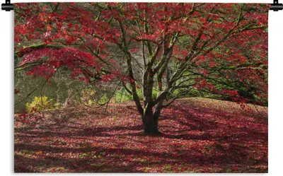 Produktbild von MuchoWow® Wandteppich Wandbehang Ein Ahornbaum im Herbst 60x40 cm Tapisserie Dekoration Wandtuch - Wanddekorationen
