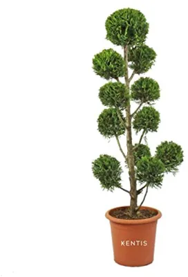 Produktbild von Pompom-Zypresse - Goldene Farbe - Höhe 140/160 cm - Topf Ø 30 cm
