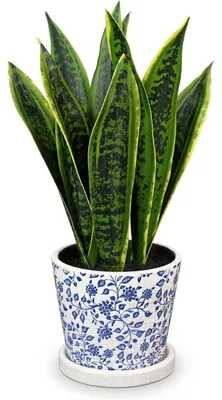 Obrázek produktu pro Umělá rostlina Sansevieria v bílém keramickém květináči, výška 40,6 cm, barva: zelená a modrá