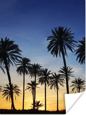 Produktbild von MuchoWow® Poster Palme - Natur - Strand - Sonne - Nacht 120x160 cm - Wandbilder