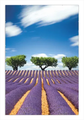 Produktbild von Wallario Wandbild Abstraktes lila Blumenfeld mit Lavendel, Größe: 61 x 91,5 cm, Poster mit rahmenlosen Bildhalter