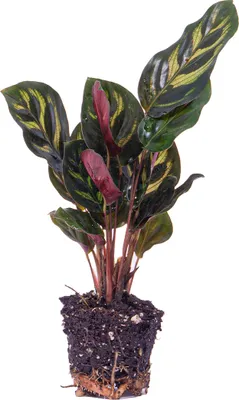 Produktbild von Calathea Makoyana – Pfauenpflanze – Terrarienpflanze