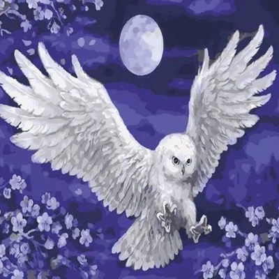 Image de 50x40 cm Peinture par numéros Set avec cadre en bois Chouette et lune